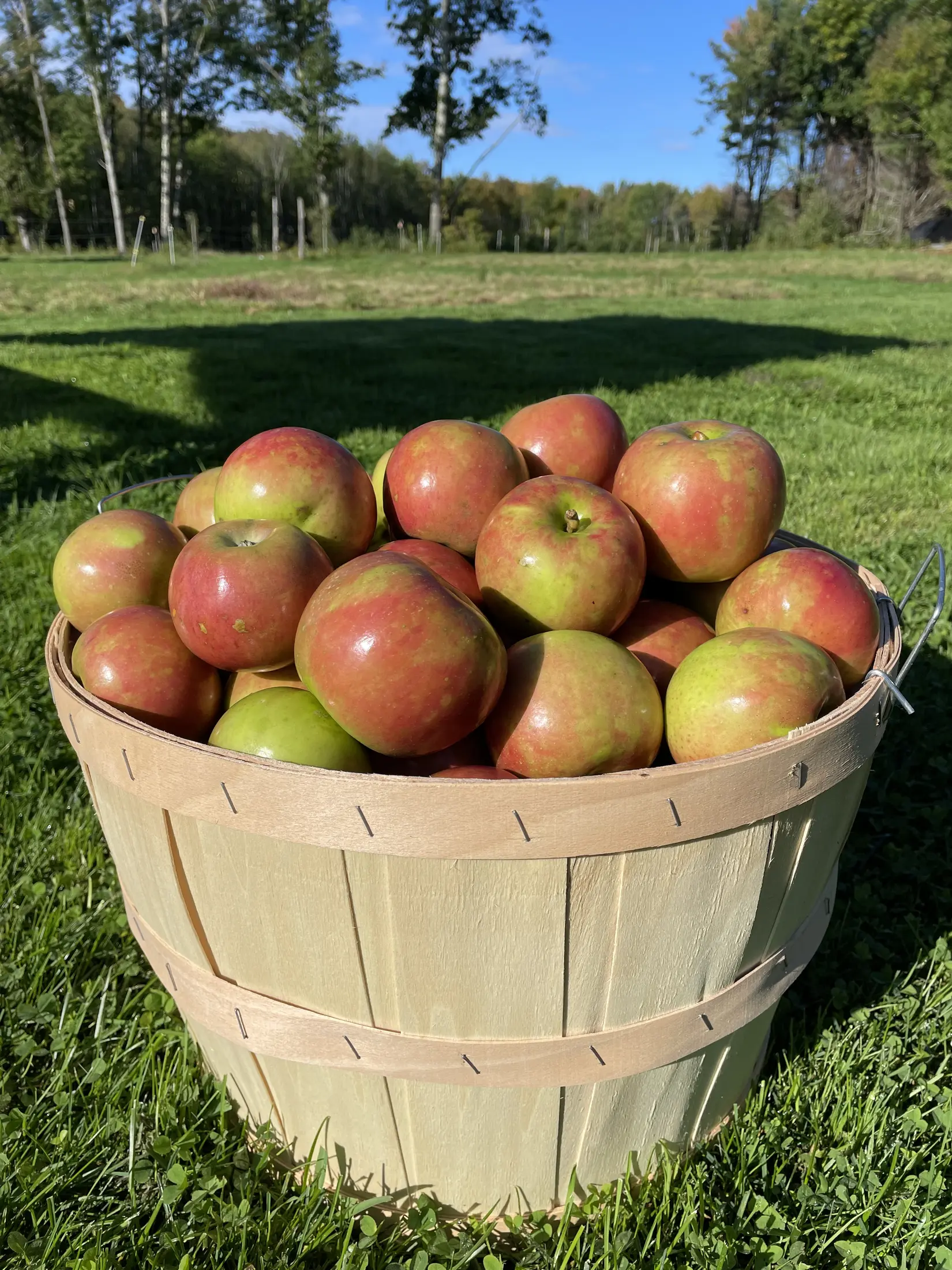 A basket of freshly picked apples at Harvest Moon Farm