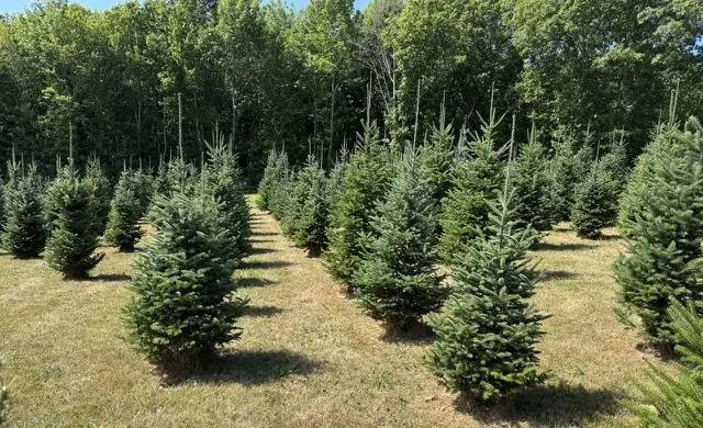 Christmas Trees